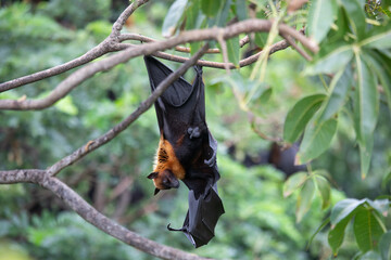 The bat sleeps on the tree during the day.