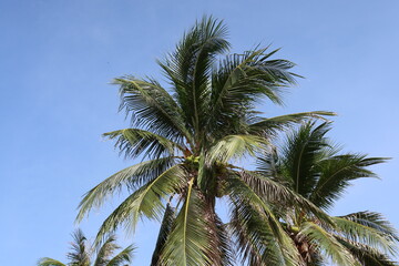 Obraz premium Palm trees soar into blue sky