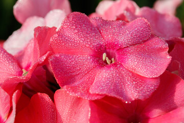 Dew drops on a pink flower .
