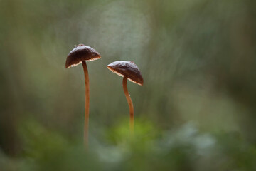 Beauty Mushrooms in Nature