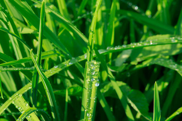 The sun is reflected in the dew on the grass.