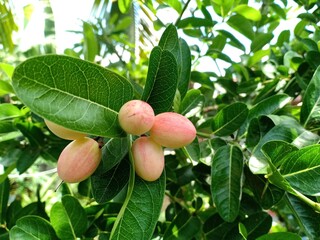 Bengal-Currants, Carandas-plum, Karanda