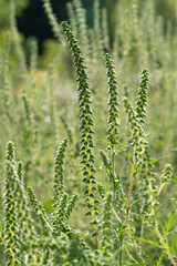 Ambrosia artemisiifolia, with the common names common ragweed, annual ragweed, and low ragweed. Place for text.