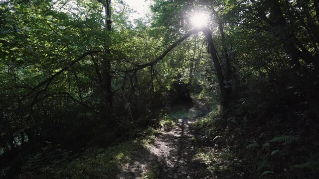 Hiking Trail in Lush Forest; Ponga Natural Park, Asturias, Spain