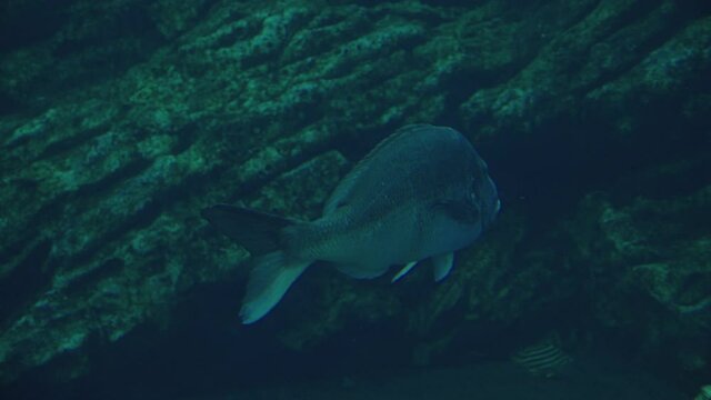Red Seabream (Pagrus major) - Japanese Madai At Sendai Umino-Mori Aquarium. - Closeup
