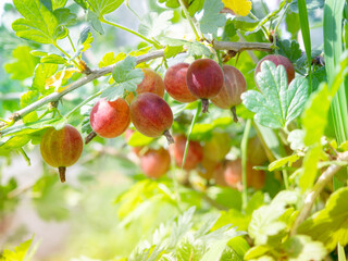 A branch of a gooseberry close-up. Natural farming, harvest.
