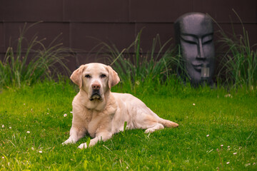 Rico Labrador-Retriever