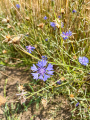 Cornflower