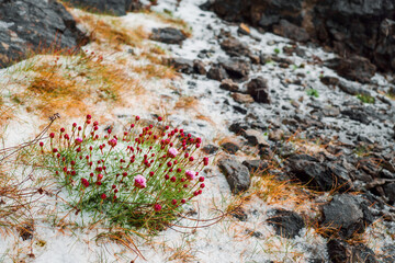Wild flowers in a snow. Early winter season.