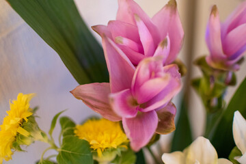 pink and yellow tulips