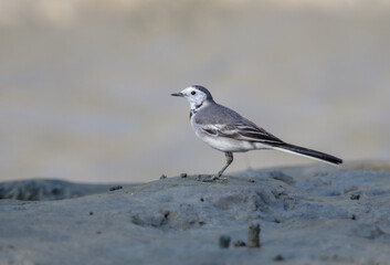 White wagtail . white wagtail is a small passerine bird in the family Motacillidae, which also includes pipits and longclaws. 