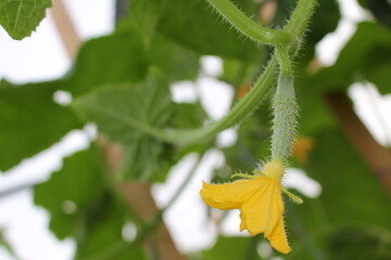 beautiful green cucumber growing on a green bush in the garden