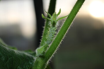 beautiful green cucumber growing on a green bush in the garden