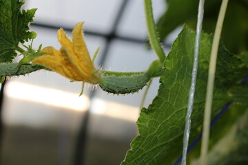 beautiful green cucumber growing on a green bush in the garden