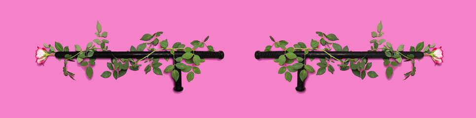 Defending protecting love minimal concept. Arrangement made of two black police baton against each other with lovely fresh rose twisted around it. Flat lay purple background baner ready.
