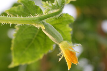 beautiful green cucumber growing on a green bush in the garden
