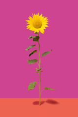 Modern and minimal autumn concept.Single fresh lovely natural magnificent sunflower against purple and terracotta background.