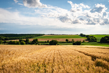 Fototapeta premium Hungarian countryside in summer