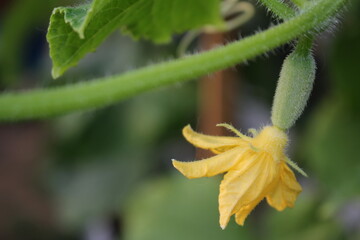 beautiful green cucumber growing on a green bush in the garden