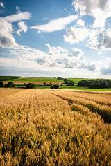 Obraz premium Hungarian countryside in summer