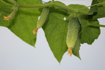 beautiful green cucumber growing on a green bush in the garden