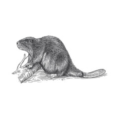 beaver wild animal hand drawing - obrazy, fototapety, plakaty