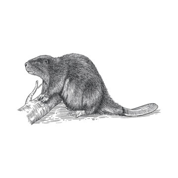 beaver wild animal hand drawing