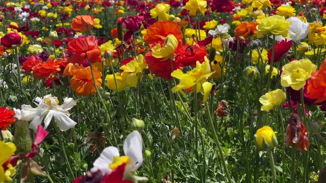Rows of colorful tulips on the field. Colorful flower field. 
