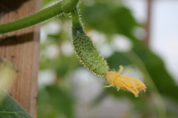 beautiful green cucumber growing on a green bush in the garden