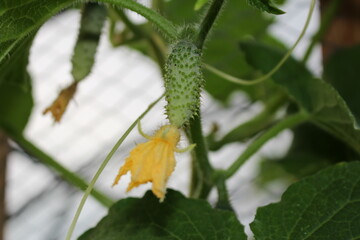 beautiful green cucumber growing on a green bush in the garden