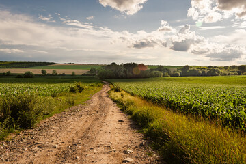 Fototapeta na wymiar Hungarian countryside in summer
