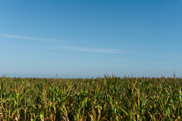 field with green corn on a sunny day
