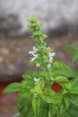 broadleaf basil in a pot