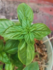 broadleaf basil in a pot