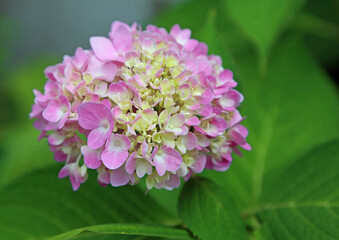 Pink hortensia