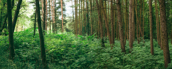 Fototapeta premium Panorama Of Summer Mixed Forest In Eastern Europe. Panoramic View