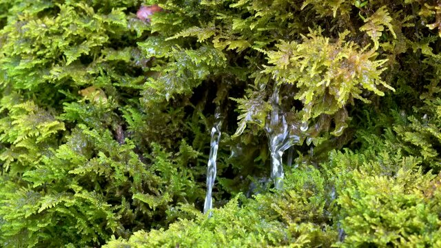 Forest Water Jet on moss - (4K)