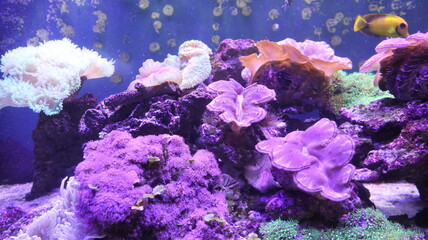 sea flowers are growing and blooming underwater world in the aquatic tank design for fantasy world concept