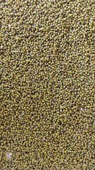 Mung bean