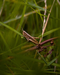 Grasshopper in the green