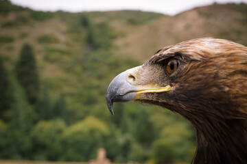 Eagle Portrait