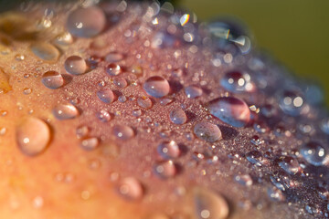 dew drops on an apple as a background