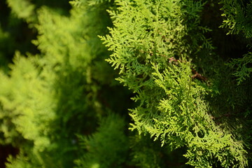 Mediterranean cypress or Italian cypress, pencil pine. Cupressus macrocarpa or Hesperocyparis macrocarpa.