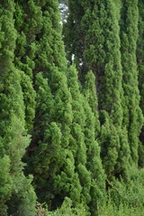 Mediterranean cypress or Italian cypress, pencil pine. Cupressus macrocarpa or Hesperocyparis macrocarpa.