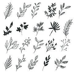 Natural leaf foliage wild art forest collection in line art style