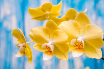A branch of yellow orchids on a blue wooden background
