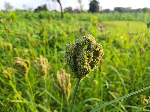 Eleusine coracana or finger millet plants. It is called Ragi and madua in India and Kodo in Nepal. It  is an annual herbaceous plant. Its widely grown as a cereal crop in the in Africa and Asia.