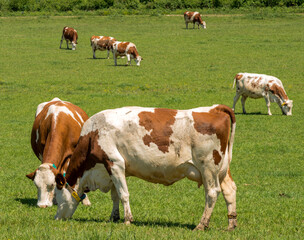 Vaches montb&eacute;liardes au p&acirc;turage &agrave; Arnans, Corveissiat, Ain, France