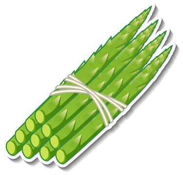 Asparagus sticker on white background