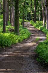 Walking path in forest. Forest road.